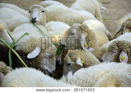 Sheep Eats Green Bush In The Pasture