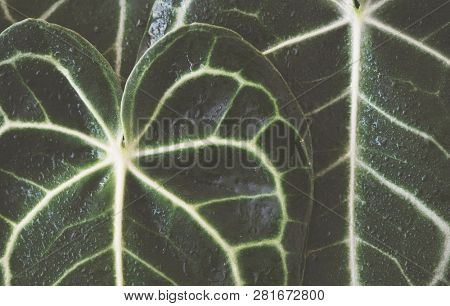 Close up of Xanthosoma leaves