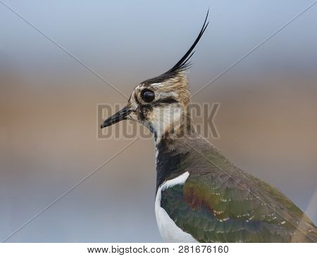 Male Northern Lapwing Close Portrait With Detailed Feathers Of Long Crest And A Black Crown
