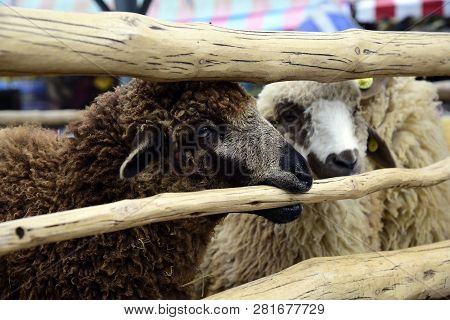 Sheep Eats Green Bush In The Pasture