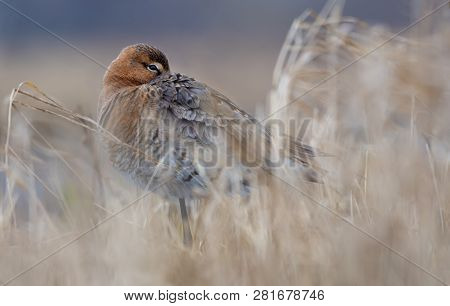 Close Photo Of Black-tailed Godwit As He Rests Or Sleeps On The Ground With His Beak Under A Wing An
