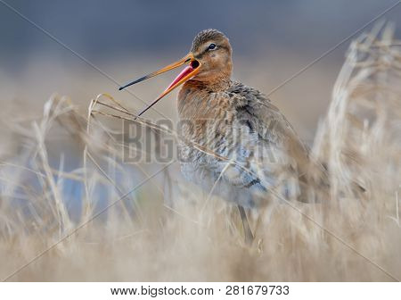 Black-tailed Godwit Calls Or Sings His Song With Very Wide Open Beak And Pulled Out Pink Tongue