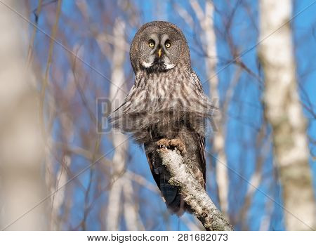 Great Grey Owl Sits On A Birch Trunk In The Bog With Puffy Feathers