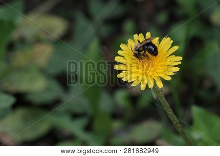 Summer. A Wasp Or Bee Collects Nectar On A Yellow Dandelion Flower. Green Grass Background. Small Do
