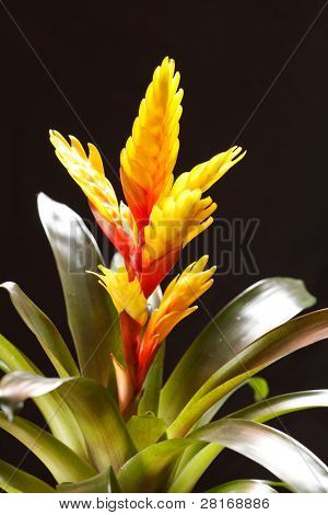 Vinduet plante 
