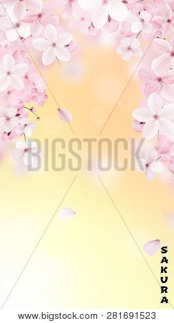 Beautiful Delicate Background With Blossoming Light Pink Sakura Flowers With Place For Text. Delicat