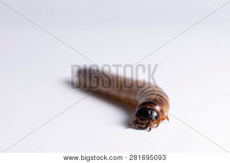 High Protein Food For Reptiles. Large Beetle Larva In Close-up.