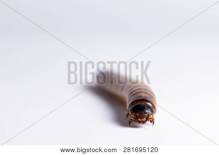 High Protein Food For Reptiles. Large Beetle Larva In Close-up.