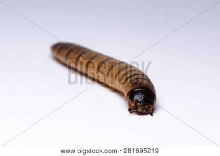 High Protein Food For Reptiles. Large Beetle Larva In Close-up.