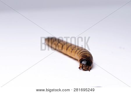High Protein Food For Reptiles. Large Beetle Larva In Close-up.