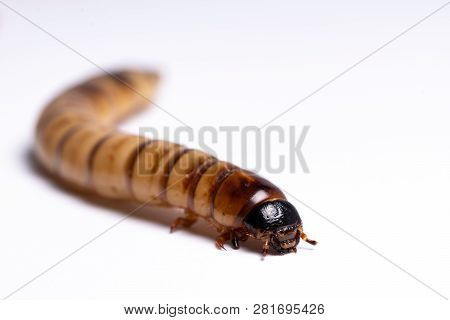 High Protein Food For Reptiles. Large Beetle Larva In Close-up.