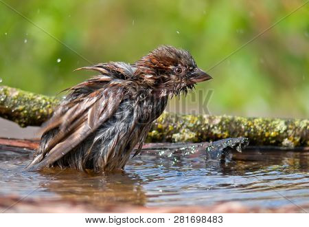 House Sparrow Mocking Others In A Waterpond