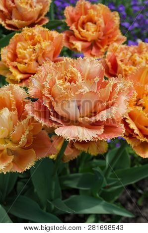 Sensual Touch Tulip. Orange Double Petal Tulip