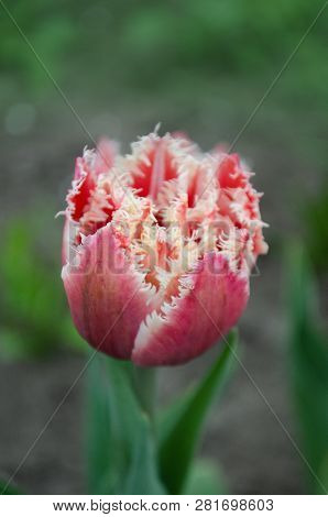 Terry Fringed Tulip Queensland In Garden
