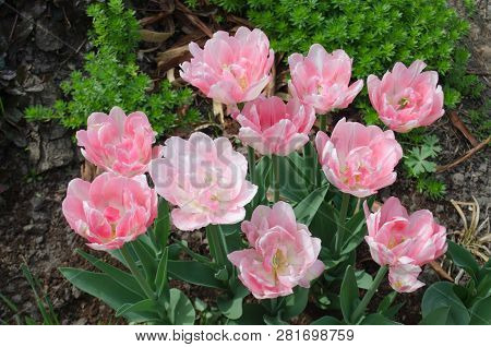 Beautiful Double Soft Pink Tulip Double Shirley