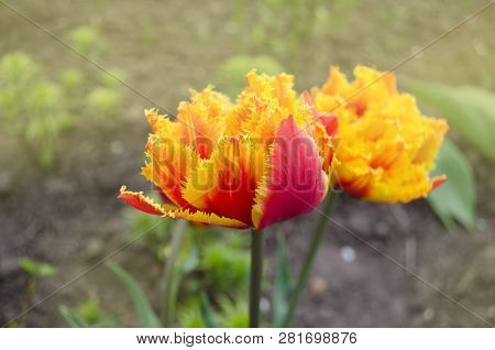 Tulips Called Golddust. Fringed Peony Tulip