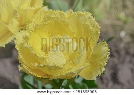 Tulip Mon Amour. Double Fringed Yellow Tulip
