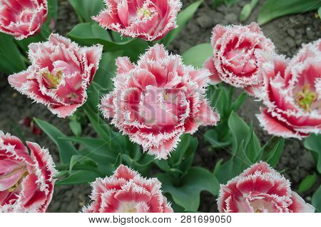 Terry Fringed Tulip Queensland In Garden.