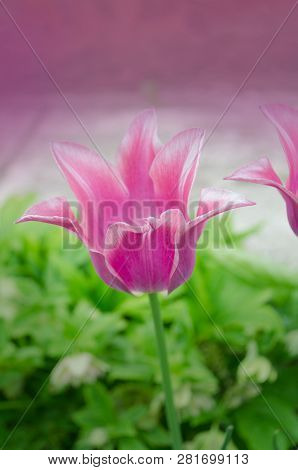 Pink Tulip In Garden. Fresh Pink Tulips