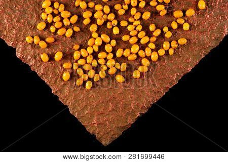 Berries Of Sea-buckthorn Berries On Gark Background With Copy Space