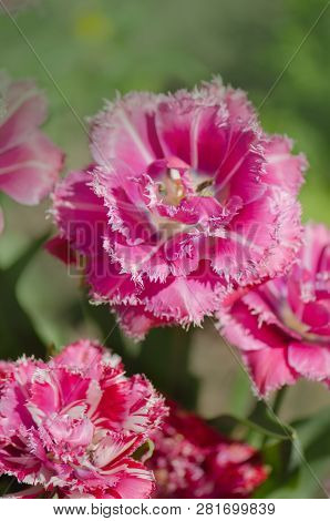 Pink Tulip Mascotte