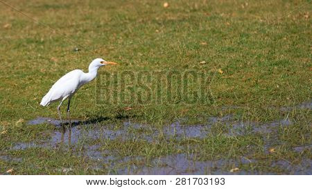 Small snow white egret in the meadow