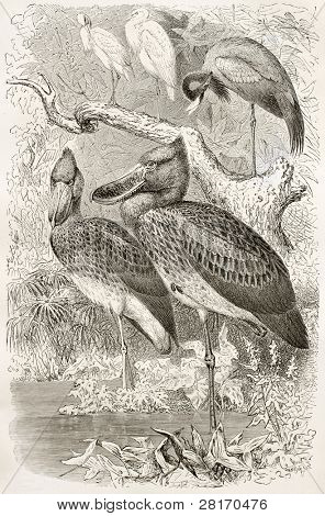 Shoebill staré ilustrace (Balaeniceps rex). Vytvořil Kretschmer a Illner, zveřejněné na Merveill