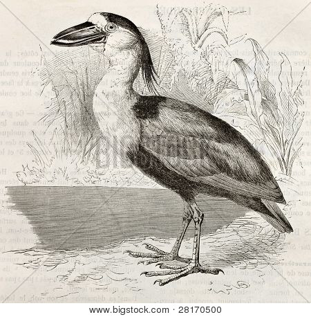 Vene - Billed Heron vanhaa kuvaa (Cochlearius cochlearius). Luoma Kretschmer ja Schmid publ