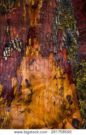 Detail of texture on arbutus tree bark in the forest of Vancouver Island, Canada