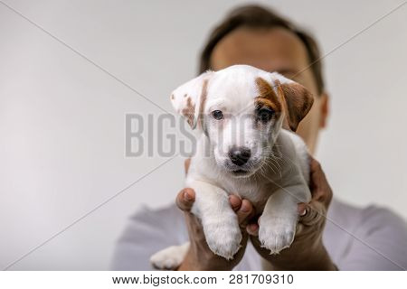 Horizontal Portrait Of Handsome Cheerful Man Holds Jack Russell Terrirer, Has Glad Expression
