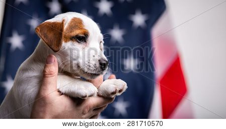 American Independence Day Concept, Cute Puppy Jack Russell Terrirer In Male Hands Pose In Front Of T