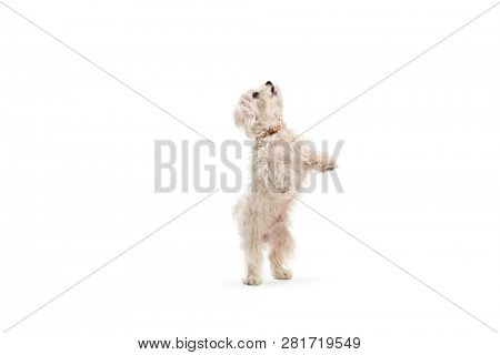 Full length shot of a maltese poodle dog standing on back paws isolated on white background