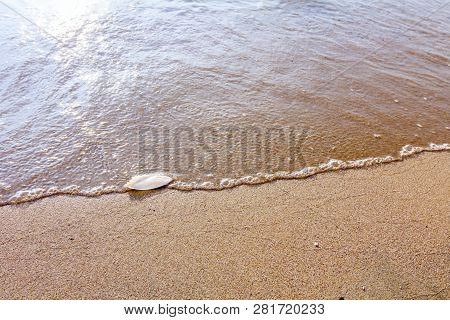 Cuttlebone Is Washed Up By The Sea On Sandy Beach.