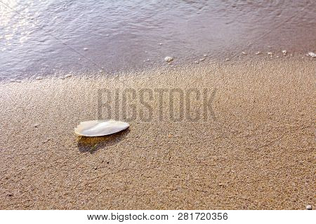 Cuttlebone Is Washed Up By The Sea On Sandy Beach.
