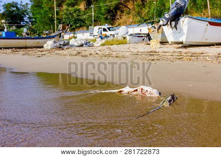 Carcass Of Dead, Killed Stingray With Chop Off Wings Is Washed Up By The Sea On Sandy Beach.