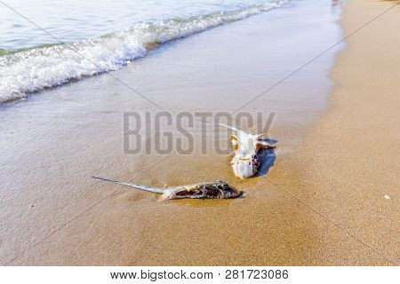 Carcass Of Dead, Killed Stingray With Chop Off Wings Is Washed Up By The Sea On Sandy Beach.