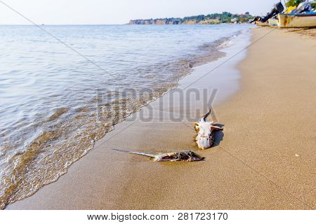 Carcass Of Dead, Killed Stingray With Chop Off Wings Is Washed Up By The Sea On Sandy Beach.