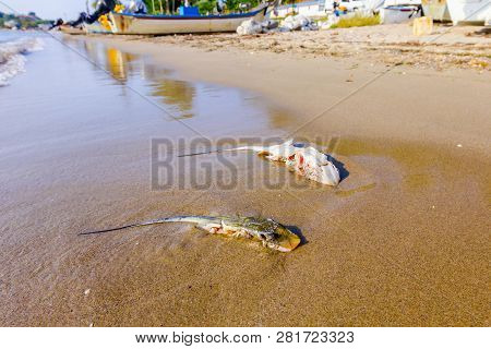 Carcass Of Dead, Killed Stingray With Chop Off Wings Is Washed Up By The Sea On Sandy Beach.
