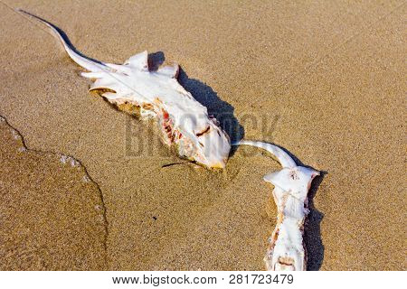 Carcass Of Dead, Killed Stingray With Chop Off Wings Is Washed Up By The Sea On Sandy Beach.