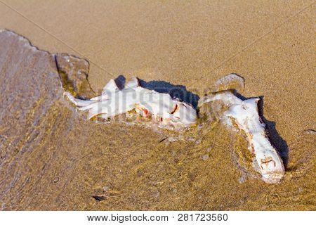 Carcass Of Dead, Killed Stingray With Chop Off Wings Is Washed Up By The Sea On Sandy Beach.