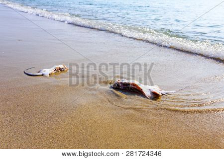 Carcass Of Dead, Killed Stingray With Chop Off Wings Is Washed Up By The Sea On Sandy Beach.