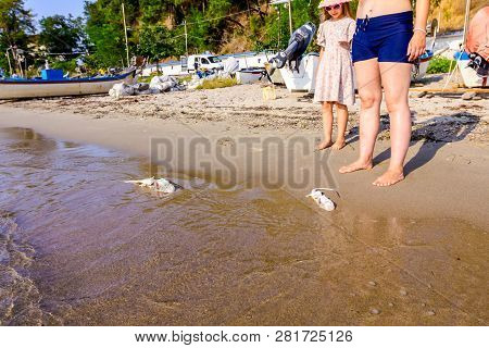 Tourists Are Looking Carcass Of Dead, Killed Stingray With Chop Off Wings Is Washed Up By The Sea On
