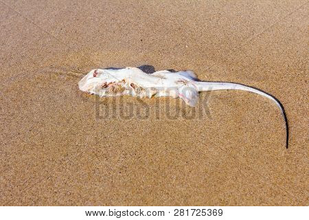 Carcass Of Dead, Killed Stingray With Chop Off Wings Is Washed Up By The Sea On Sandy Beach.