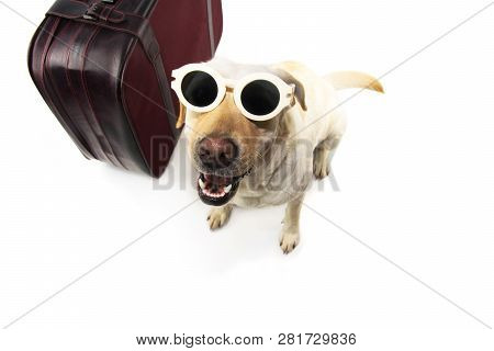 Dog Going On Vacations.  Labrador Next To A Vintage Suitcase Wearing Sunglasses. Isolated Shot Again