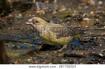 Red Crossbill Female Sitting On Earth Near A Waterpond