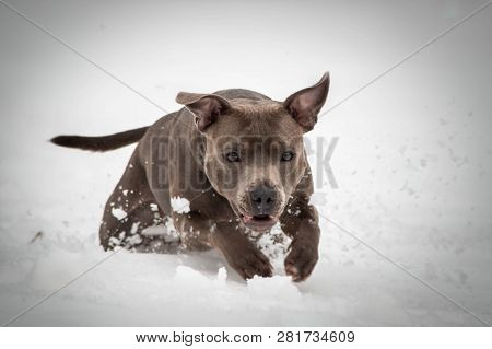 Staffordshire Bull Terrier Is Playing In The Snow.