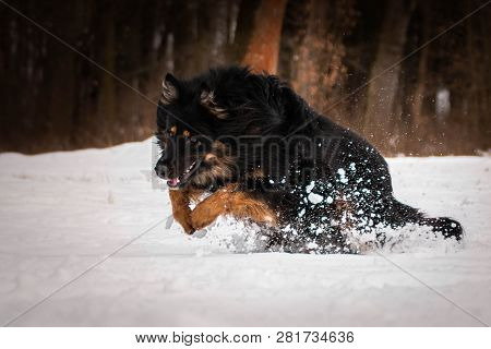 Bohemian Shepherd Is Playing At Snow Time.
