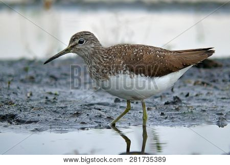 Green Sandpiper Wading On Shore Near Water