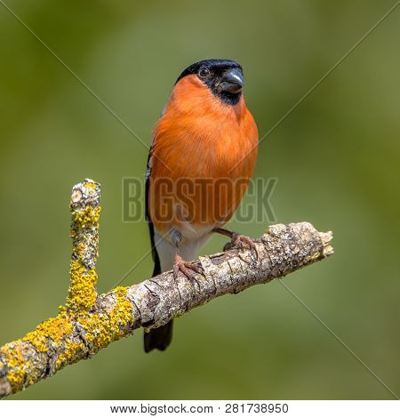 Eurasian Bullfinch (pyrrhula Pyrrhula) Perched On Branch With Green Background
