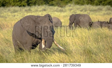 African Elephant (loxodonta Africana) Walking In Long Grass Of Savanna In Kruger National Park South